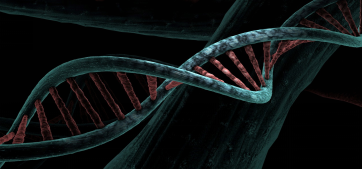 Everything you need to know about DNA