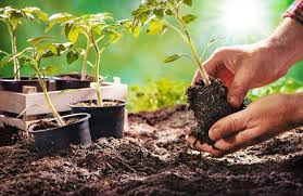 15 Tips On Maintaining Good Soil Health For Your Garden